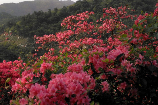 杜鹃花冬季可以放在外面吗