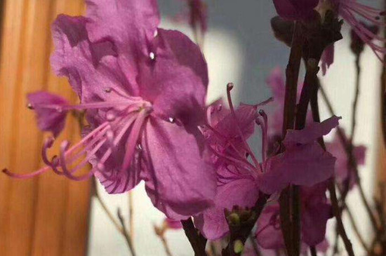 杜鹃花干支如何养 水培