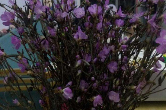 杜鹃花干支如何养 水培