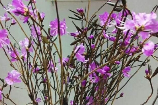 杜鹃花干支如何养 水培