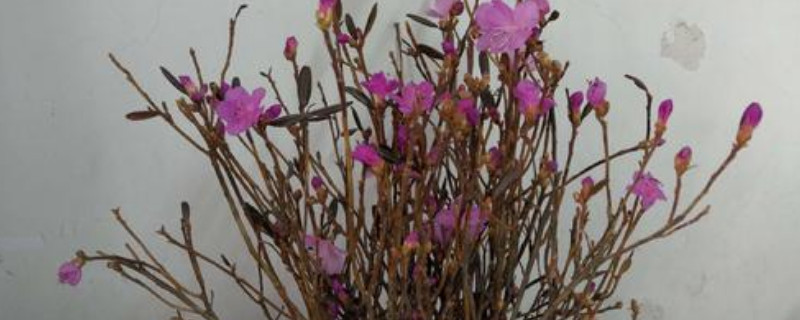 干支杜鹃花如何养家庭养法