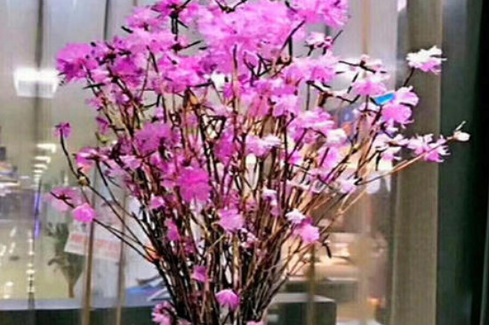 干支杜鹃花如何养家庭养法