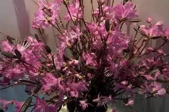 干支杜鹃花如何养家庭养法