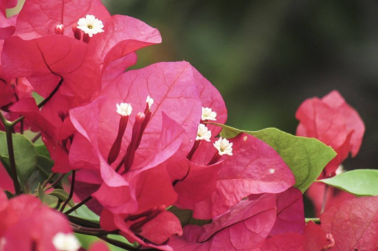 勒杜鹃所属种类