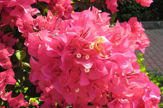 勒杜鹃所属种类