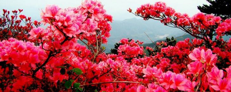 最名贵杜鹃花种类