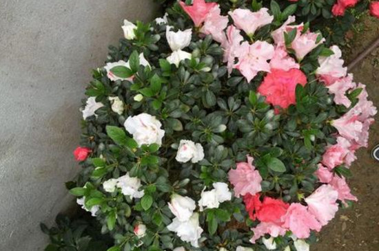 最名贵杜鹃花种类