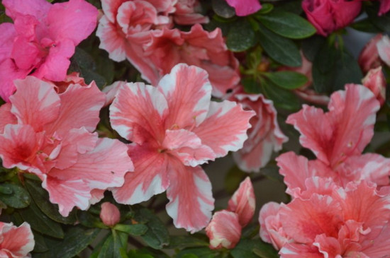 最名贵杜鹃花种类