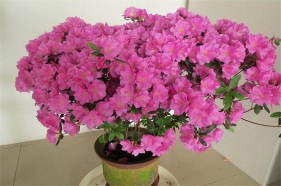 杜鹃花剪枝如何剪视频