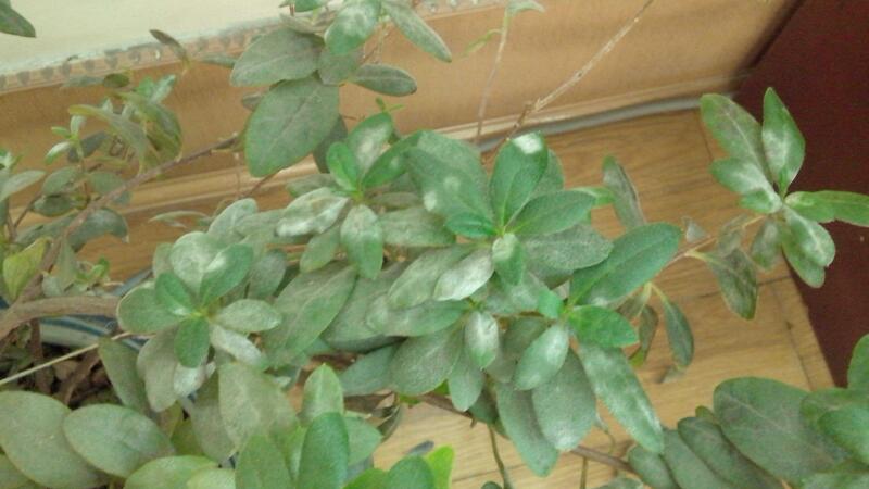 杜鹃花虫害及预防和治疗办法