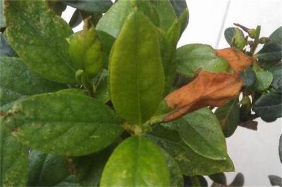 杜鹃花虫害及预防和治疗办法