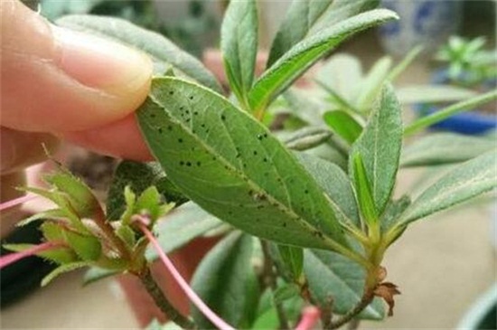 杜鹃花虫害及预防和治疗办法