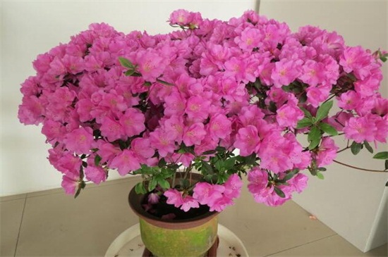 家养的杜鹃花萎蔫了如何办，针对不同原因对症下药