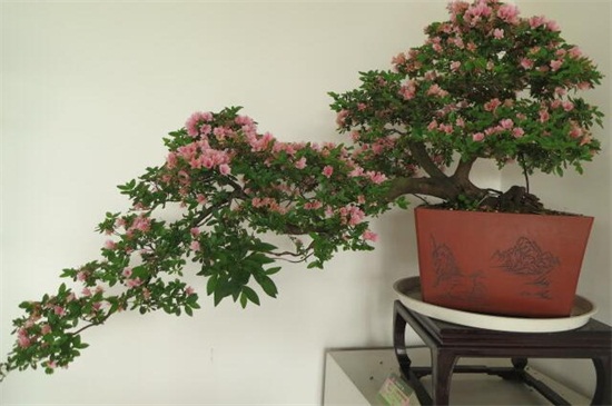 家养的杜鹃花萎蔫了如何办，针对不同原因对症下药