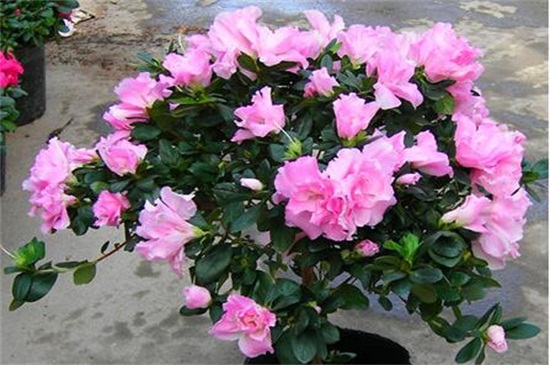 家养的杜鹃花萎蔫了如何办，针对不同原因对症下药