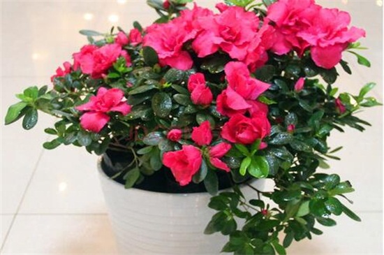 家养的杜鹃花萎蔫了如何办，针对不同原因对症下药