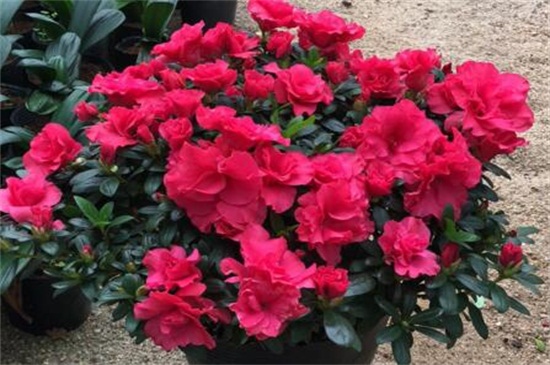 杜鹃花病害及预防和治疗办法