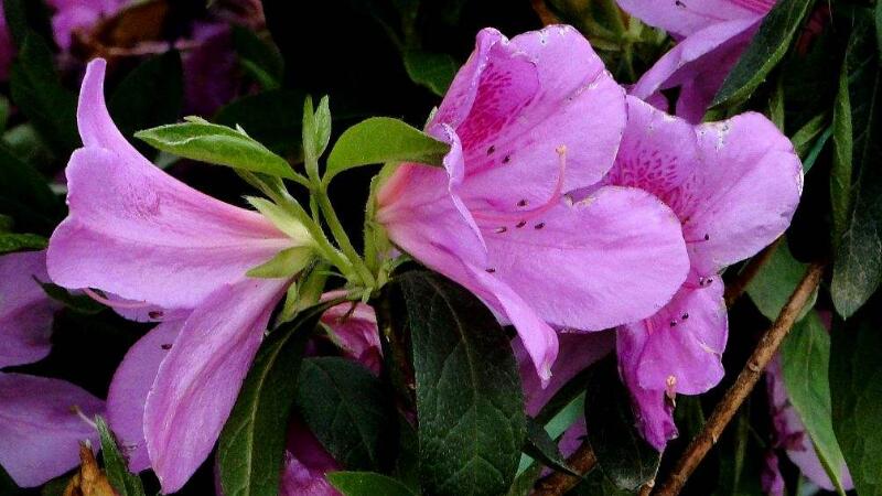 杜鹃花春季如何养