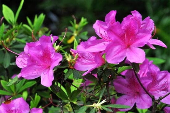 杜鹃花春季如何养