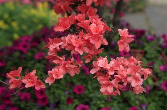 杜鹃花春季如何养