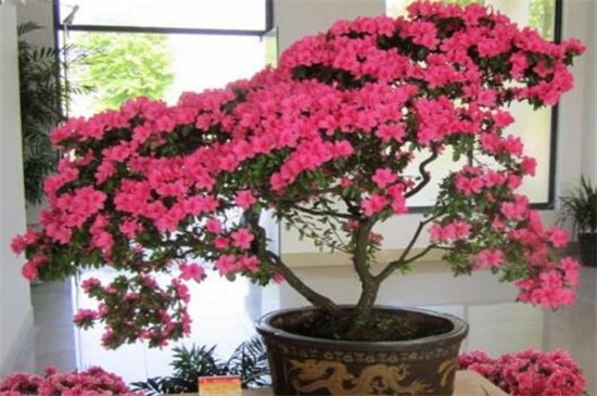 杜鹃花骨朵干枯的原因