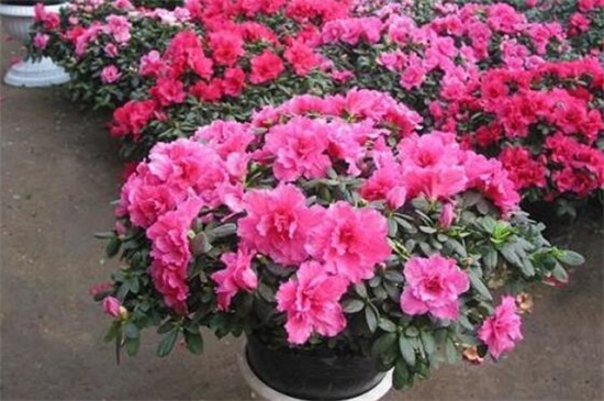 杜鹃花骨朵干枯的原因