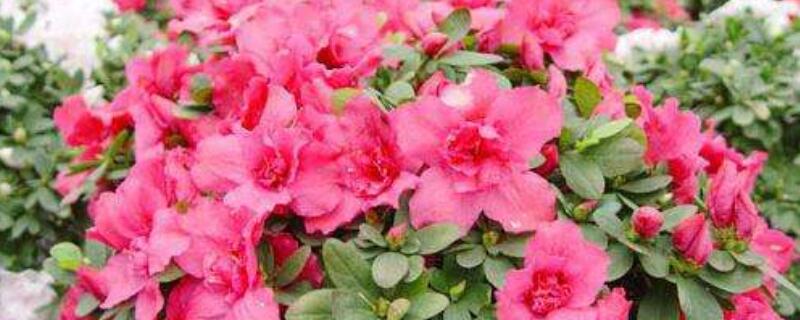 比利时杜鹃花如何养