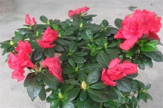 比利时杜鹃花如何养