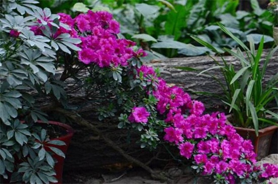 比利时杜鹃花如何养