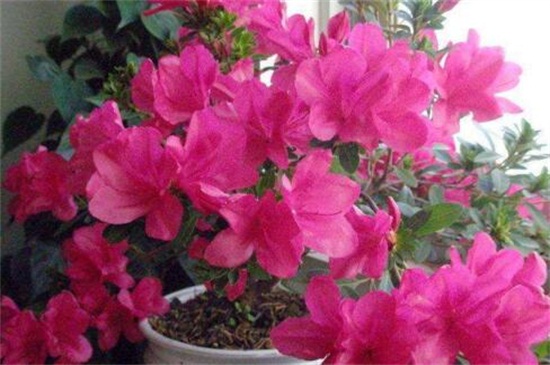 养西洋杜鹃花的窍门，5个步骤使其生长旺盛