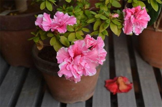 西洋杜鹃花的过冬办法，4个步骤安全越冬