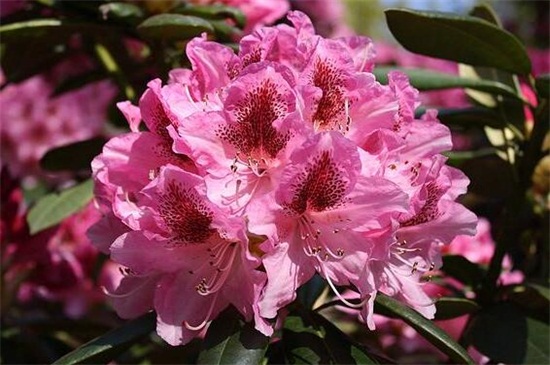 西洋杜鹃花的过冬办法，4个步骤安全越冬