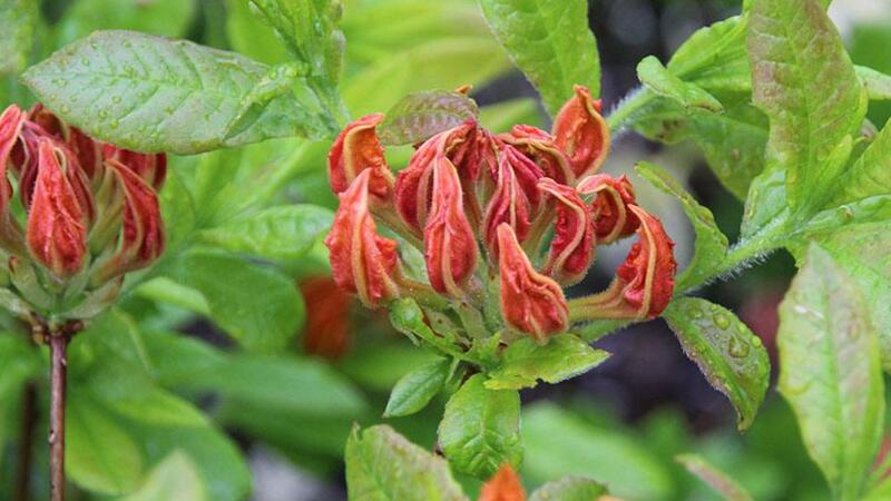 杜鹃花花蕾枯萎如何办