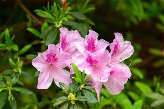 杜鹃花花蕾枯萎如何办