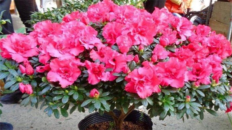 杜鹃花冬季掉叶子如何办