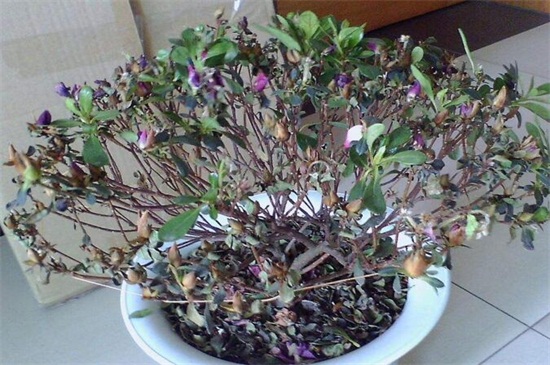 杜鹃花冬季掉叶子如何办