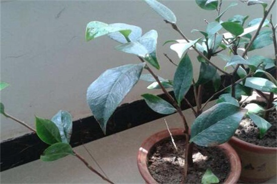 杜鹃花冬季掉叶子如何办