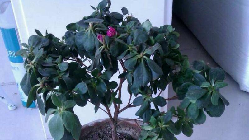 家养杜鹃花萎蔫如何办