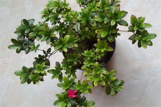 家养杜鹃花萎蔫如何办