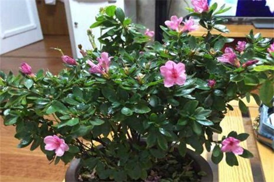 家养杜鹃花萎蔫如何办