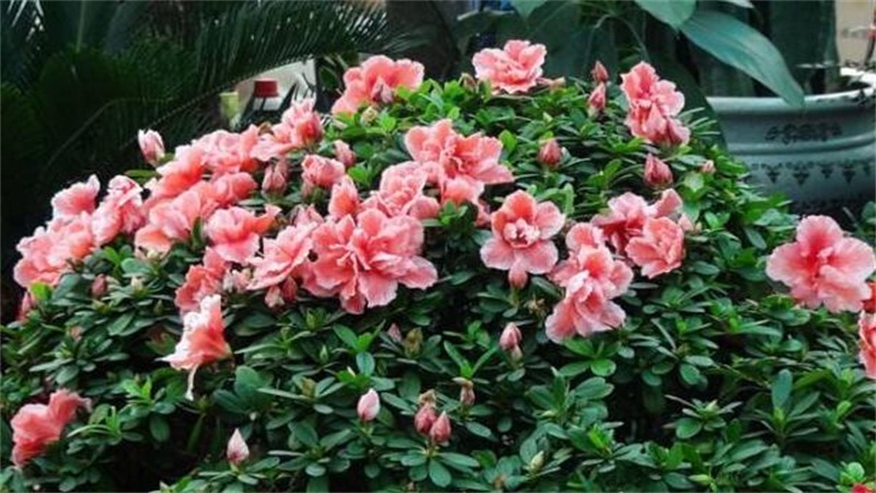 杜鹃花如何浇水