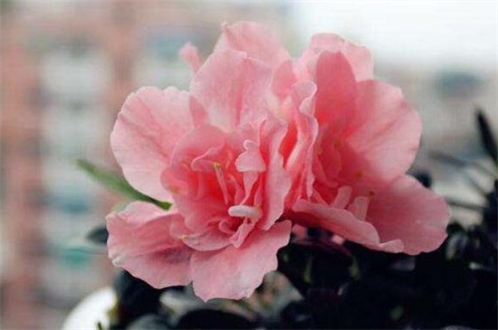 杜鹃花如何浇水