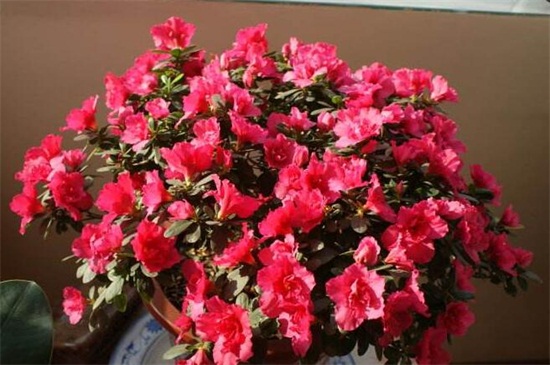 杜鹃花如何浇水