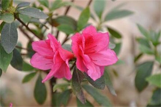 杜鹃花如何修剪