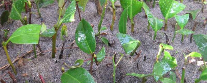 杜鹃花的繁殖办法