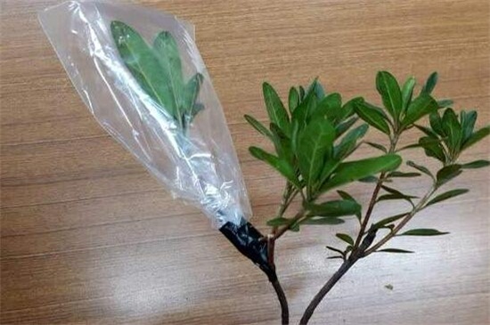 杜鹃花的繁殖办法