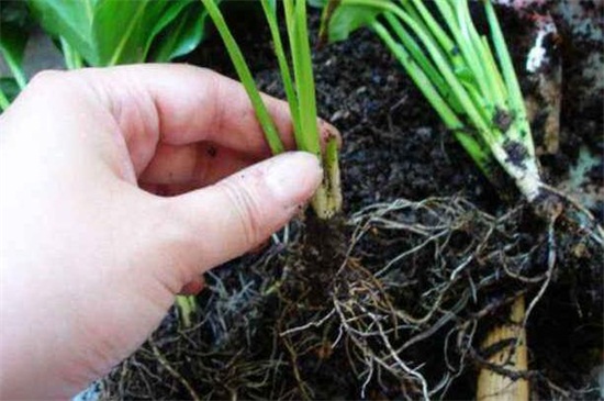 杜鹃花的繁殖办法