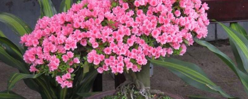 杜鹃花的养殖办法