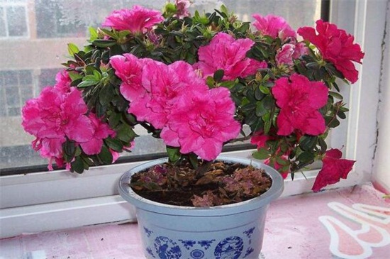 杜鹃花的养殖办法