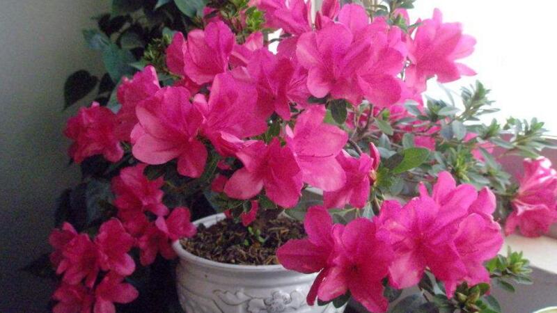 杜鹃花冬季如何养